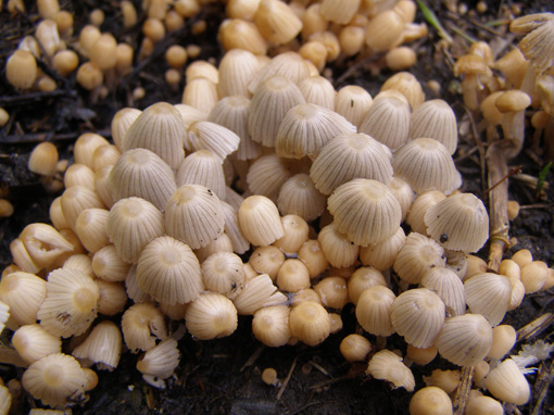 Гнойовик розсіяний - Coprinus disseminatus (Fr.) S. F. Gray.. або Pseudocoprinus dissemantus